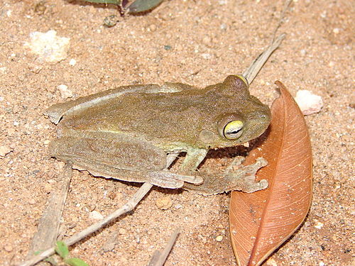 Leopard tree frog